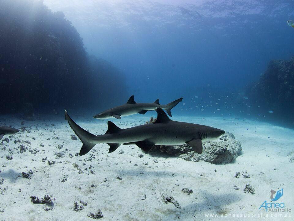 Apnea Australia景点图片