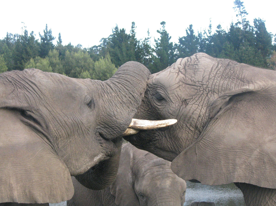 AMT TOURS-开普敦中心区必去景点