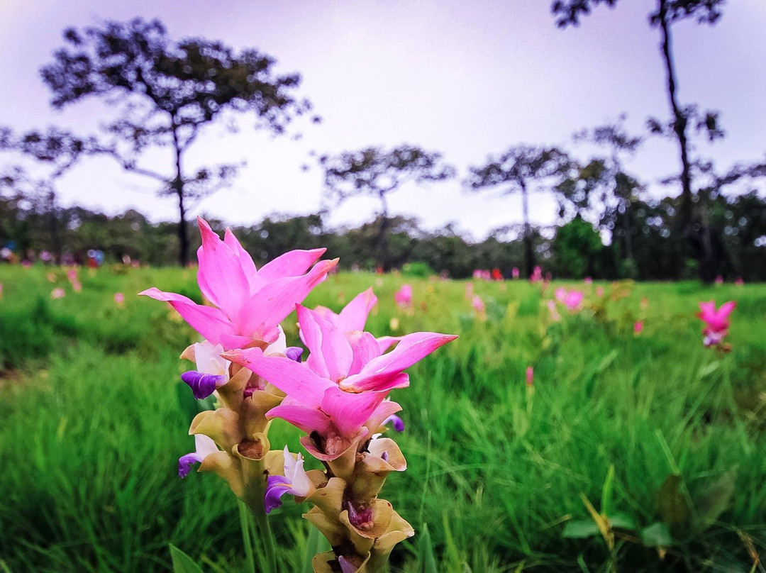 Siam Tulip Park景点图片