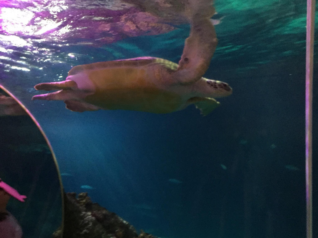 SEA LIFE Oberhausen景点图片