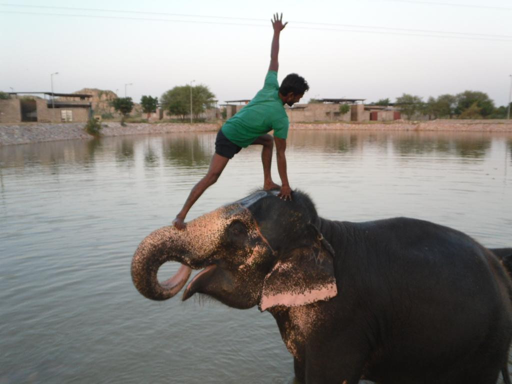 Elephant Fun - Elephant Rides & Safari景点图片