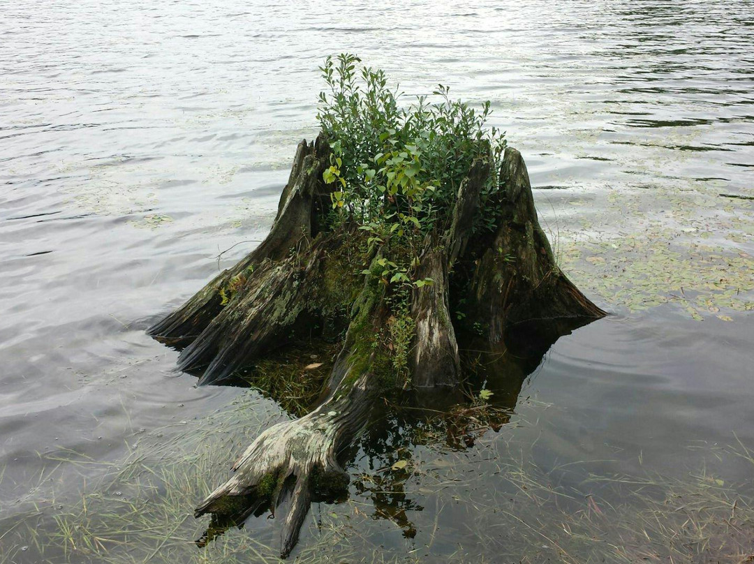 Six Mile Lake Provincial Park景点图片