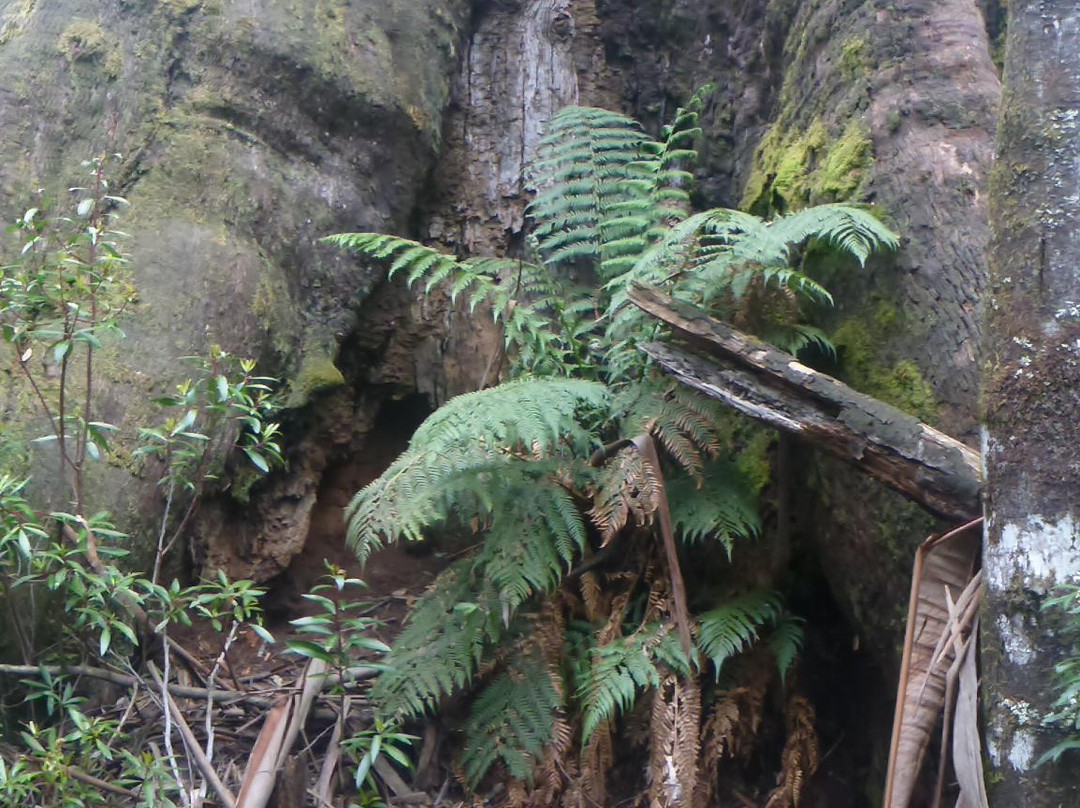 Kalatha Giant景点图片
