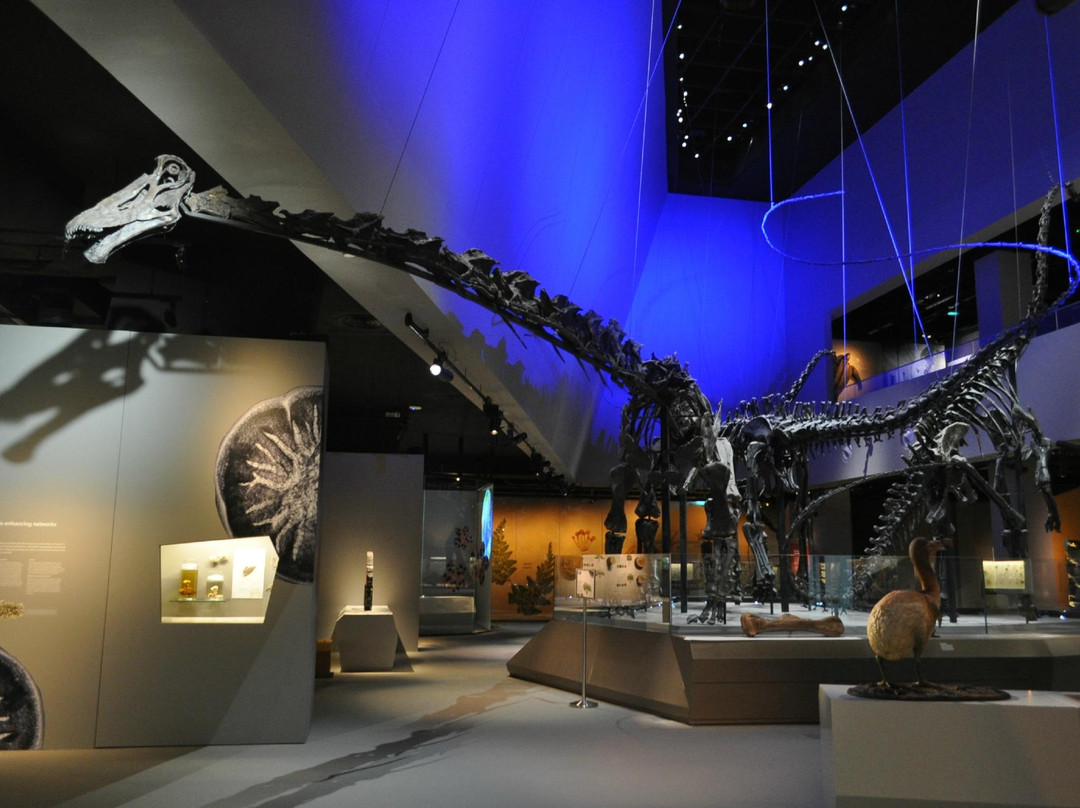 Lee Kong Chian Natural History Museum-新加坡必去景点