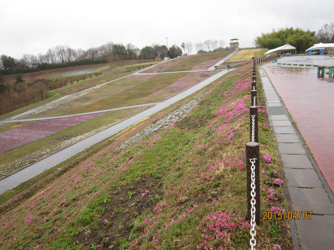 Shibazakura Matsuri-市贝町必去景点