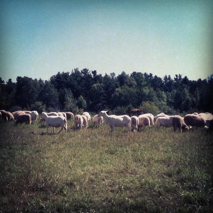 Mace Chasm Farm-Keeseville必去景点