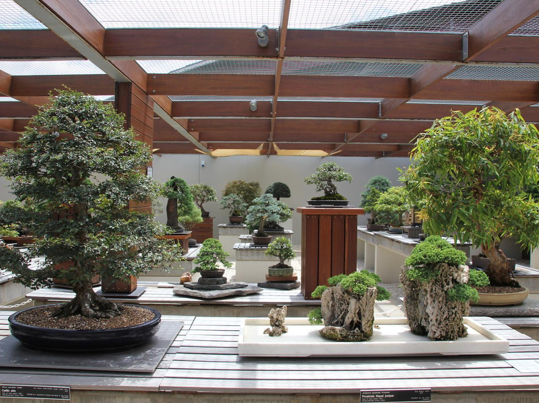 National Bonsai & Penjing Collection景点图片