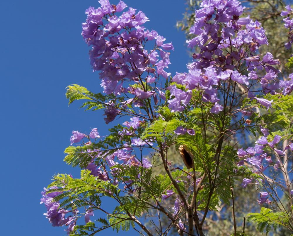 Mount View Estate Winery-Mount View必去景点
