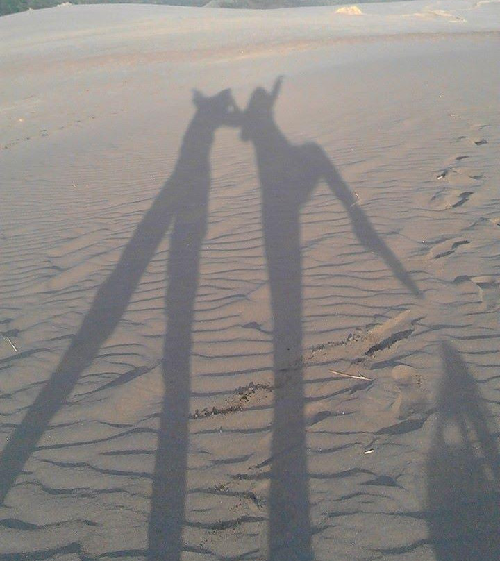 比塞尔斯海滩-奥克兰中心地区必去景点