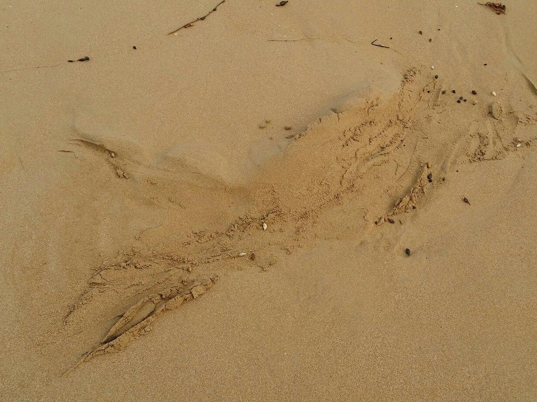 Logan's Beach-瓦南布尔必去景点