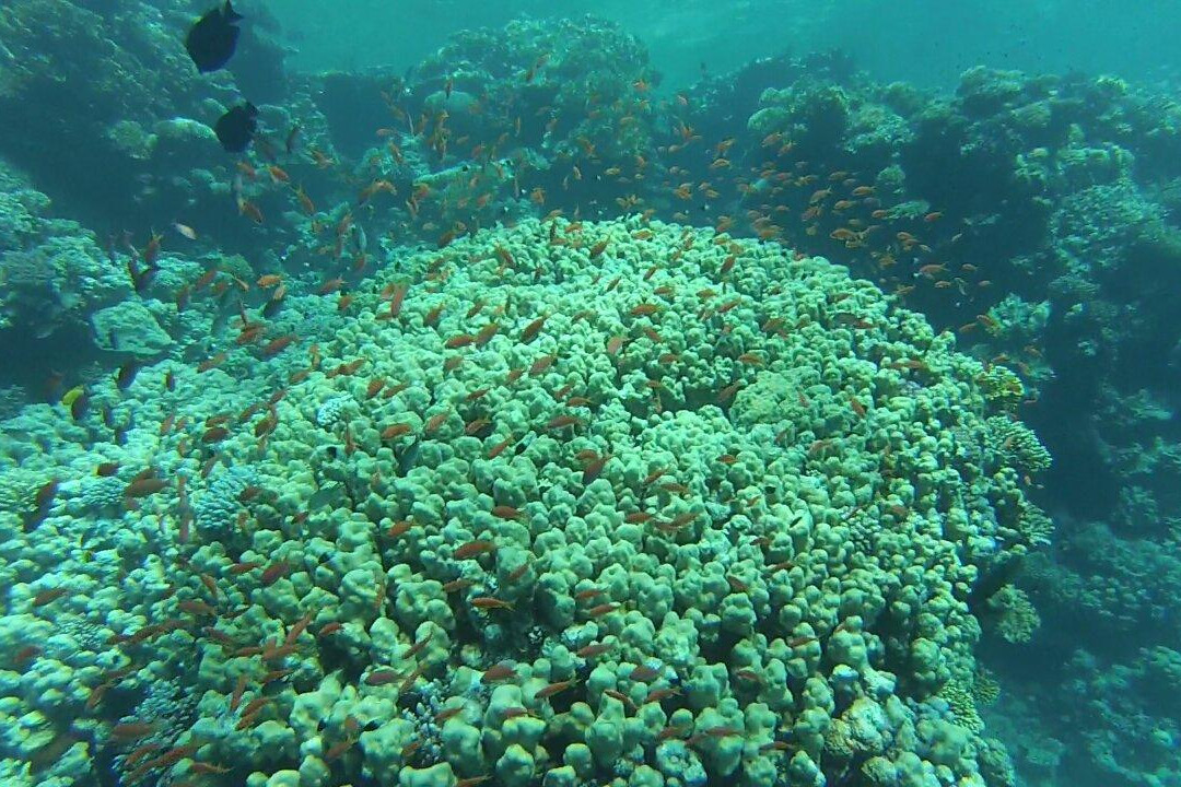 dive1one-沙姆沙伊赫必去景点