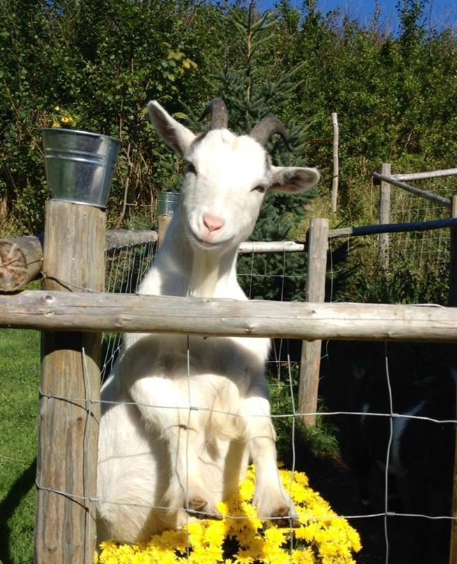 The Grumpy Goat Gallery-Upper Island Cove必去景点