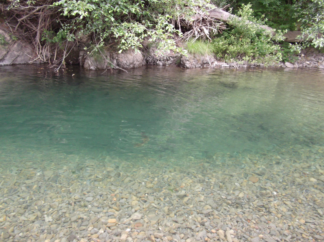 Richardson Grove State Park景点图片
