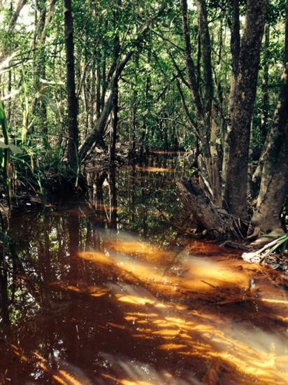 Dubuji Boardwalk-Cape Tribulation必去景点