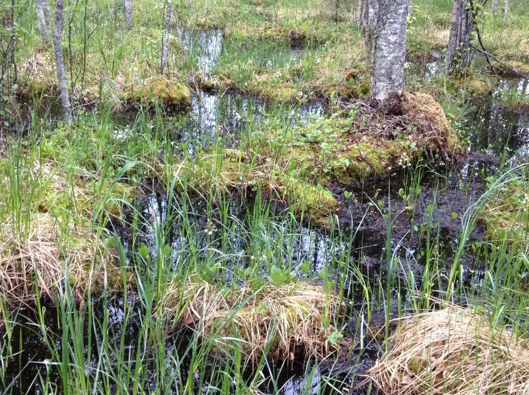 Viiankiaapa-Sodankyla必去景点