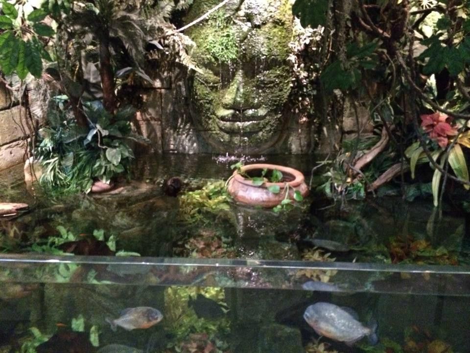 Shark Reef Aquarium-拉斯维加斯必去景点