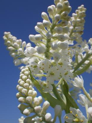 Sarobetsu Primeval Garden-丰富町必去景点