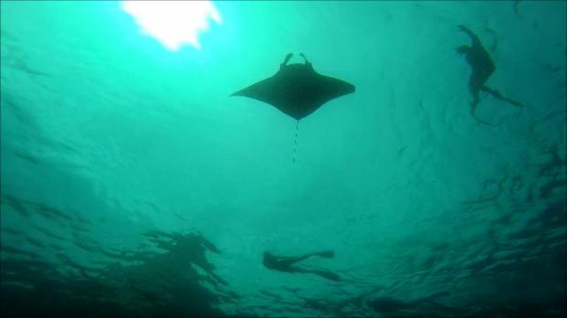 Fusion Freedive and Spearfishing-沙努尔必去景点