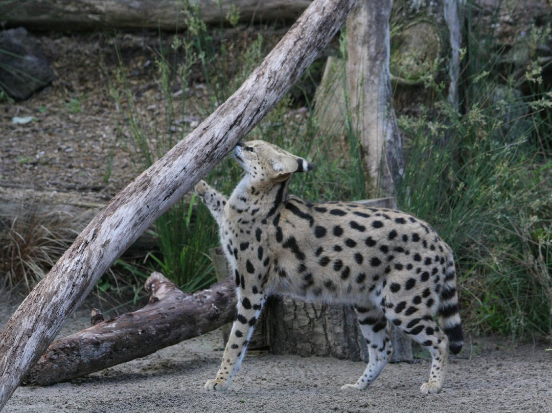 奥克兰动物园-奥克兰中心地区必去景点