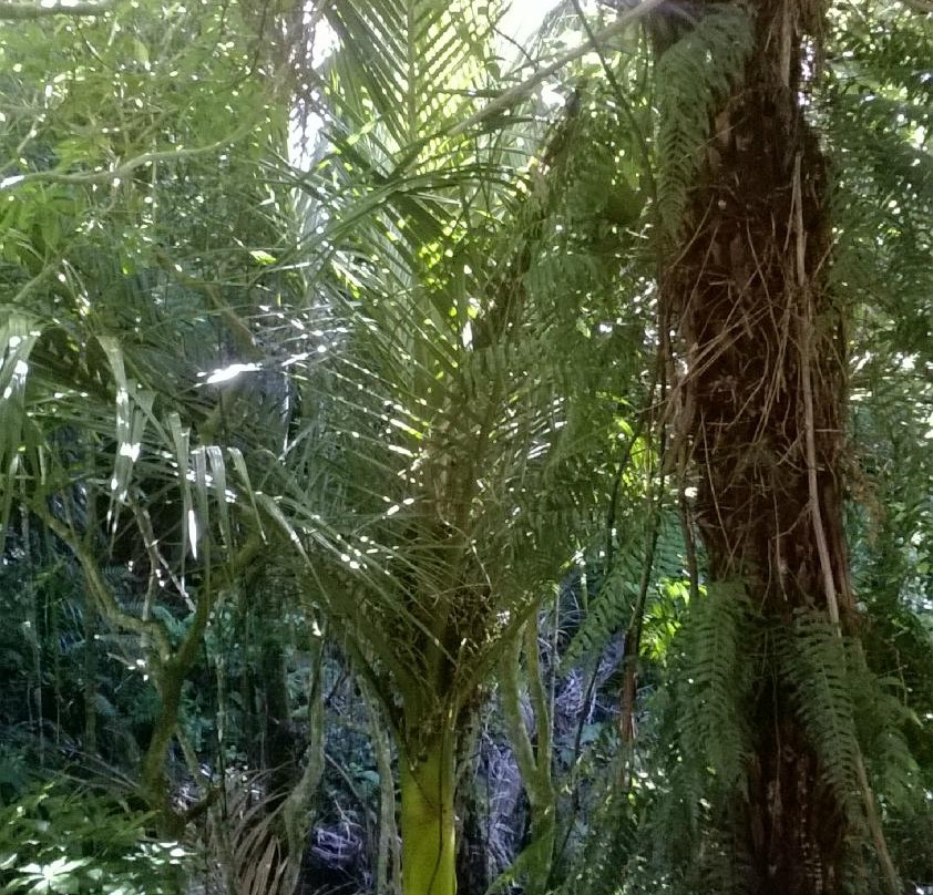 Butterfly Creek-惠灵顿必去景点