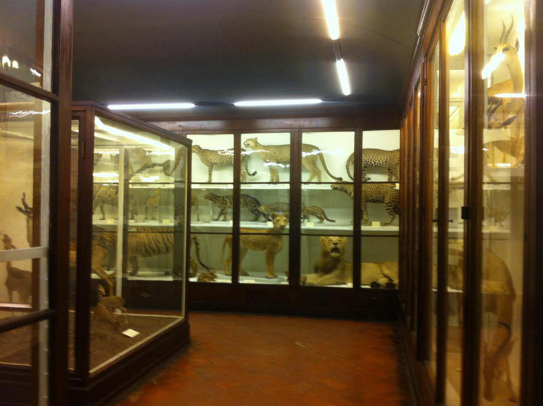 Museo di Storia Naturale - La Specola-佛罗伦萨必去景点