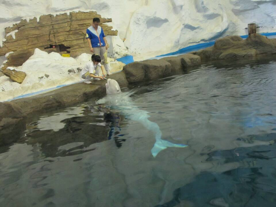 极地海洋世界-青岛市必去景点