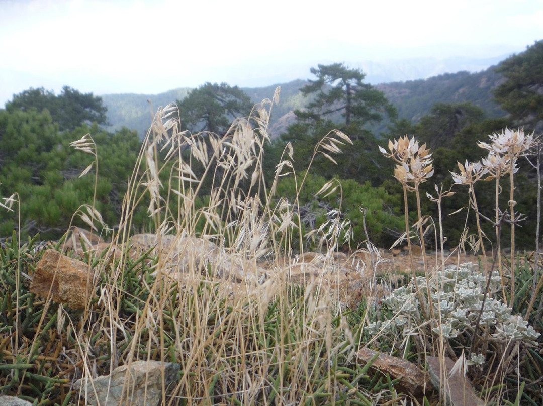 Artemis Nature Trail景点图片