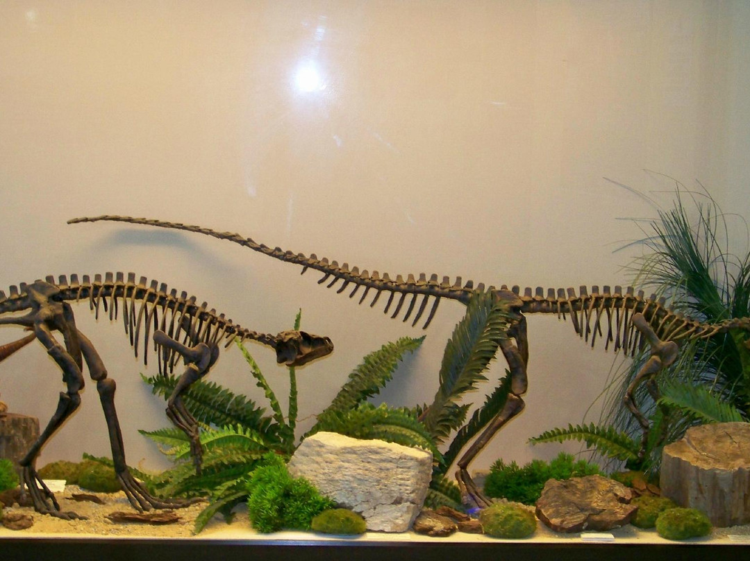 Palaeontology Museum of Estepona景点图片