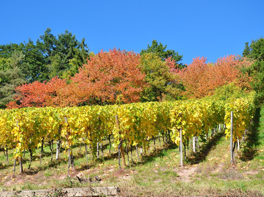 Epfig旅游攻略图片