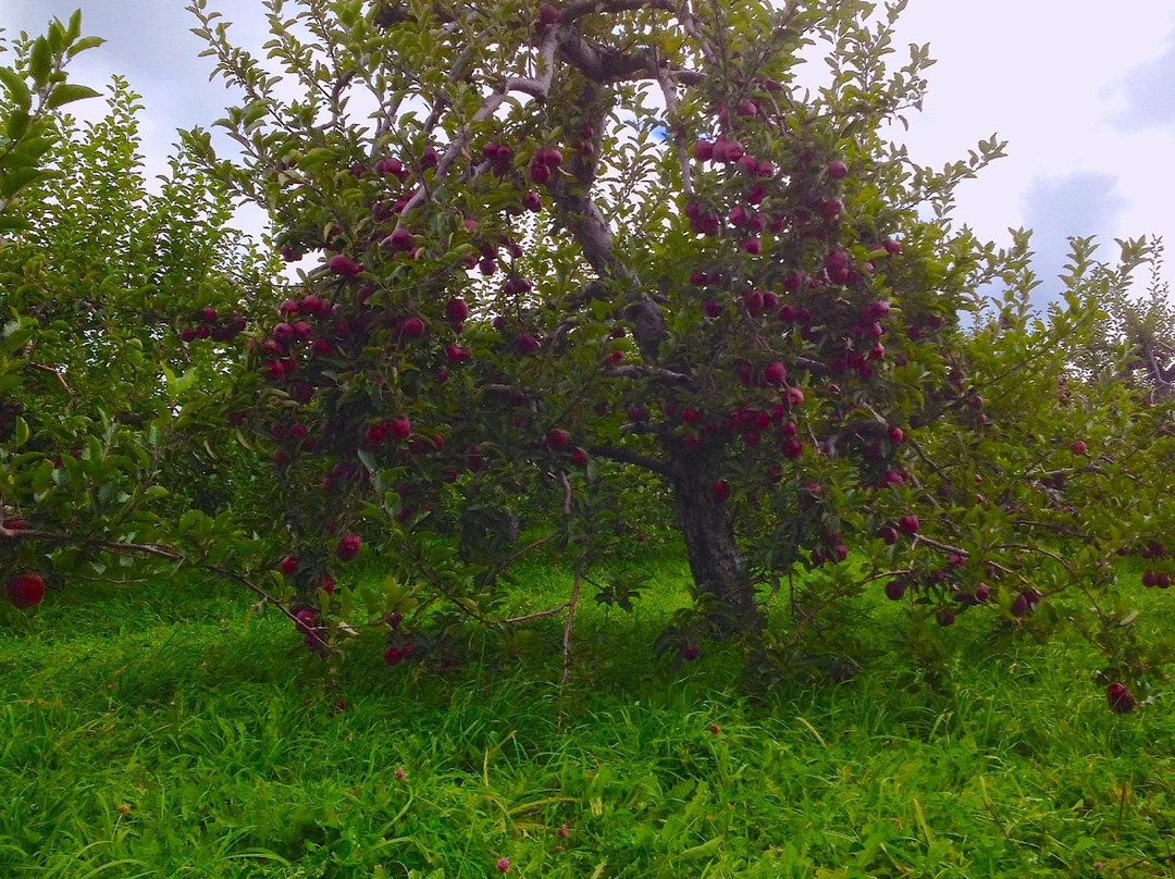 Washburn's Windy Hill Orchard景点图片