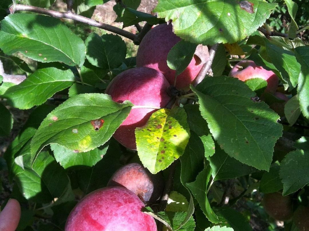 Beardsley's Cider Mill & Orchard-谢尔顿必去景点