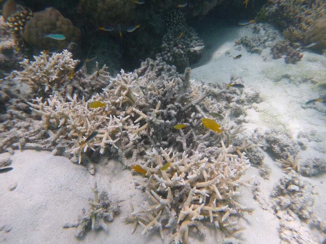 天堂礁浮潜之旅-凯恩斯必去景点