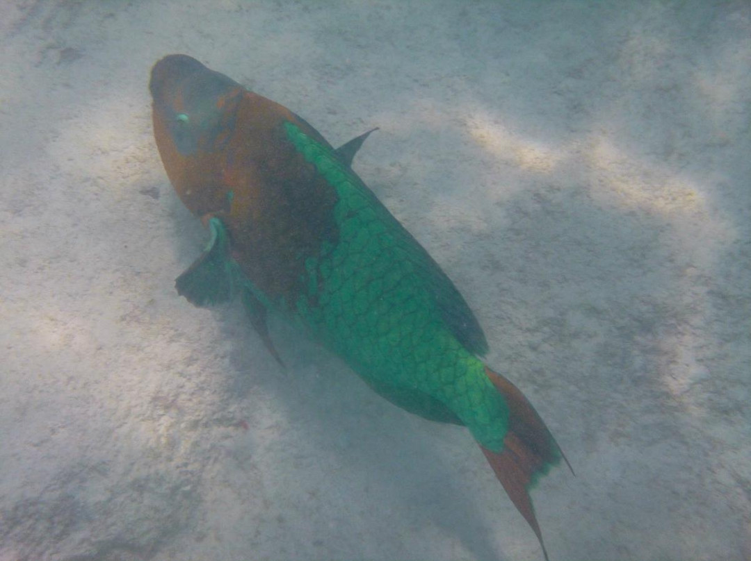 Chaplin's Bay Beach-Warwick Parish必去景点