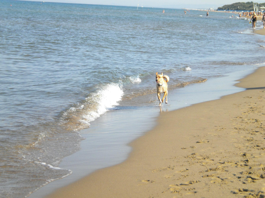 Dog Beach San Vincenzo景点图片