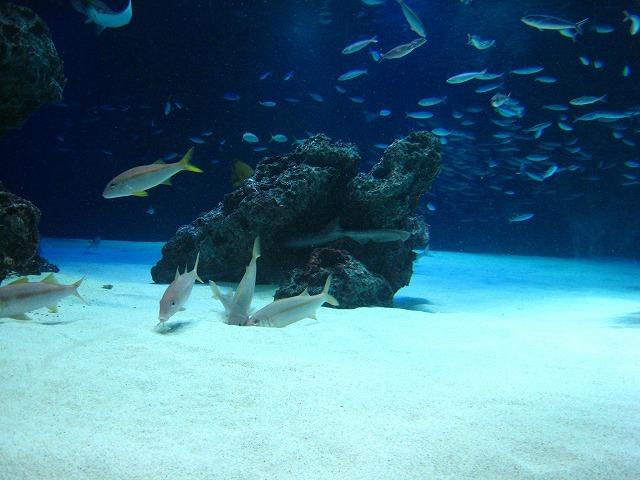 阳光水族馆景点图片
