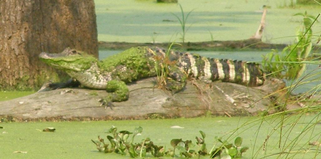 Bayou Black Airboat Swamp Tours景点图片