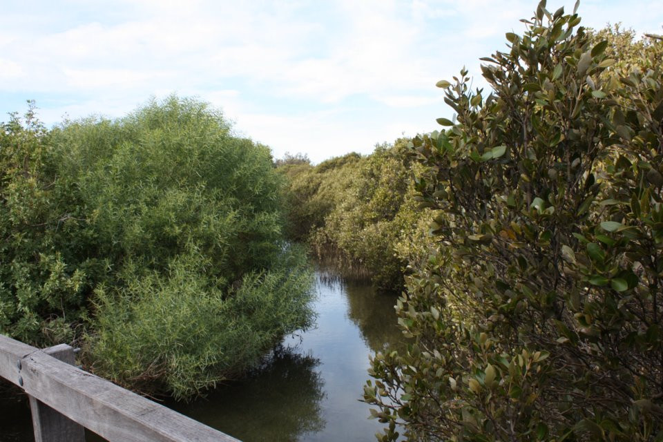 Mangrove Boardwalk景点图片