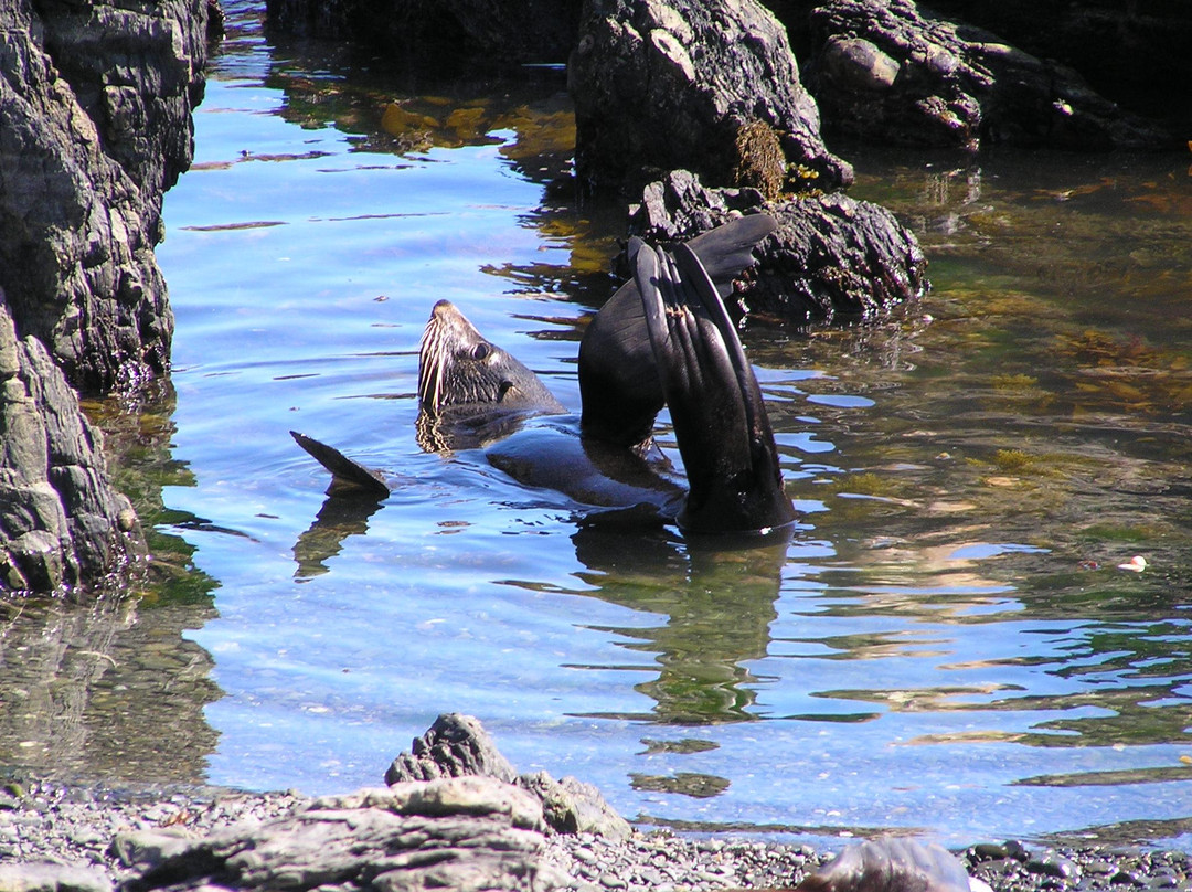 Seal Coast Safari景点图片