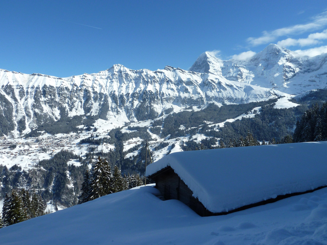The Alpenhof主图