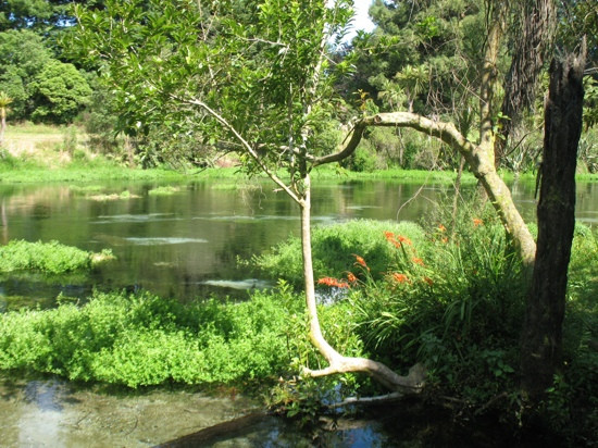 Hamurana Springs Nature Reserve景点图片