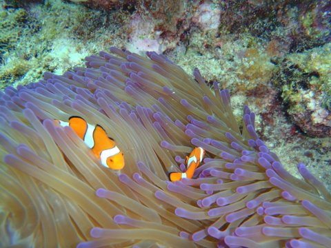 Reef Experience-凯恩斯必去景点