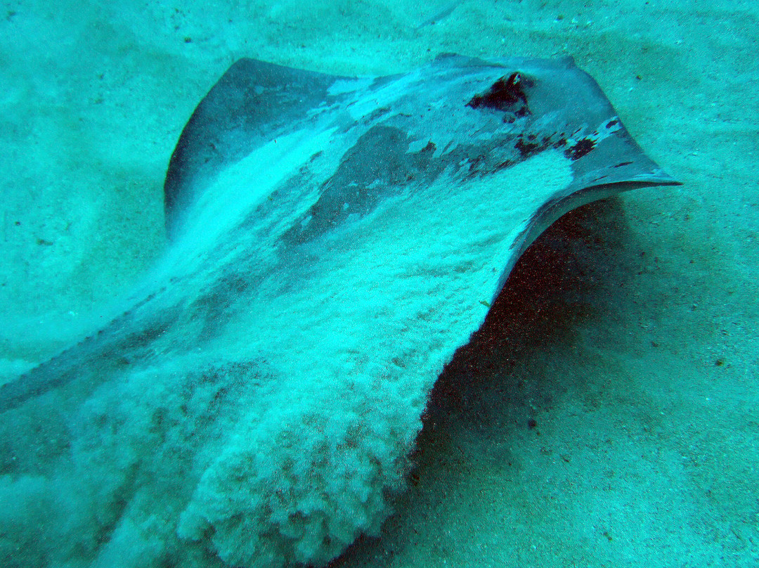 Blue Bottom Diving-奥德杰海岸必去景点