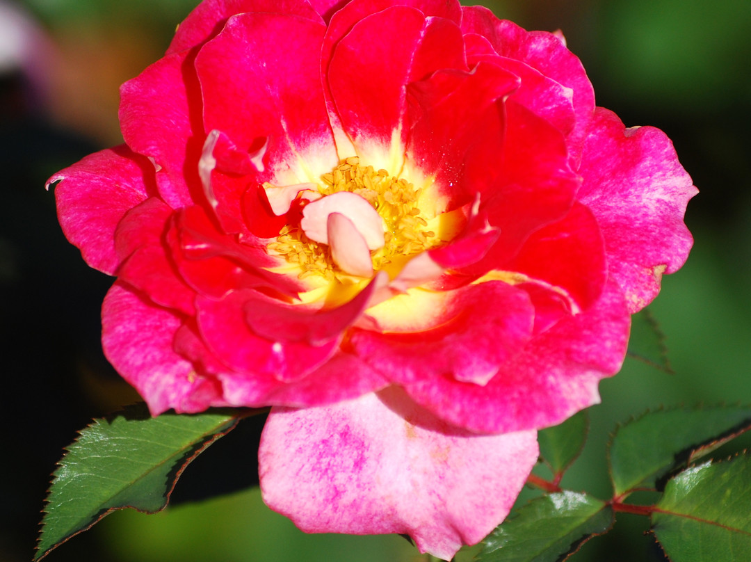 Tyler Rose Garden & Center景点图片