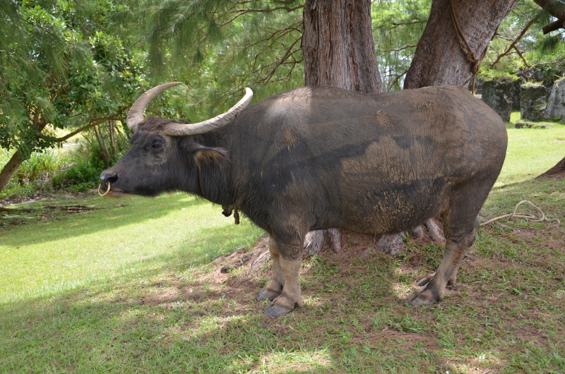 麦哲伦登陆纪念碑-Umatac必去景点