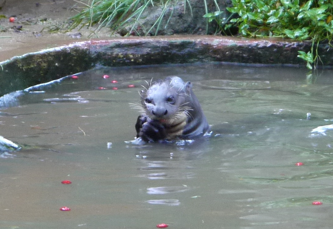 Paramaribo Zoo-帕拉马里博必去景点