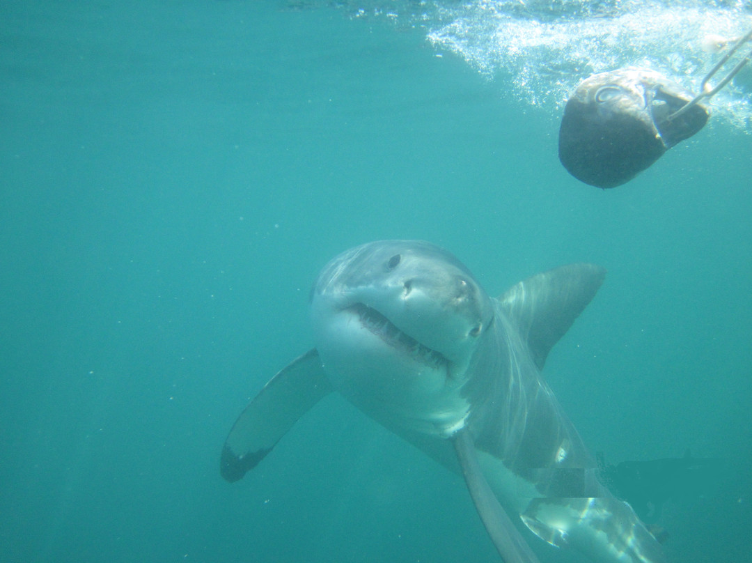 White Shark Safaris-干斯拜必去景点