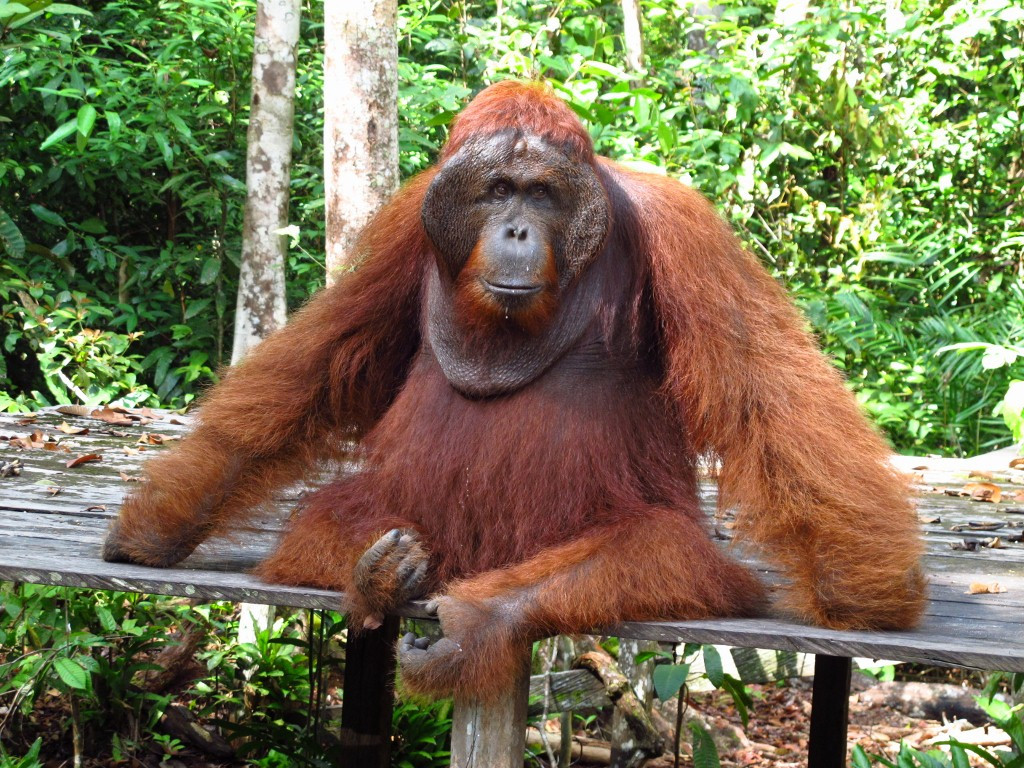 Tanjung Puting National Park-Central Kalimantan必去景点