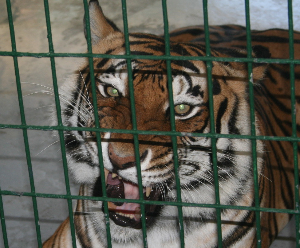 Big Cat Habitat-萨拉索塔必去景点