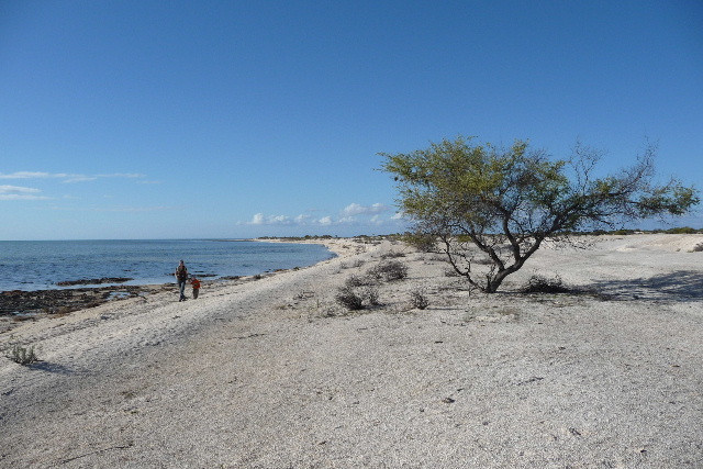 Hamelin Pool Marine Nature Reserve-德纳姆必去景点