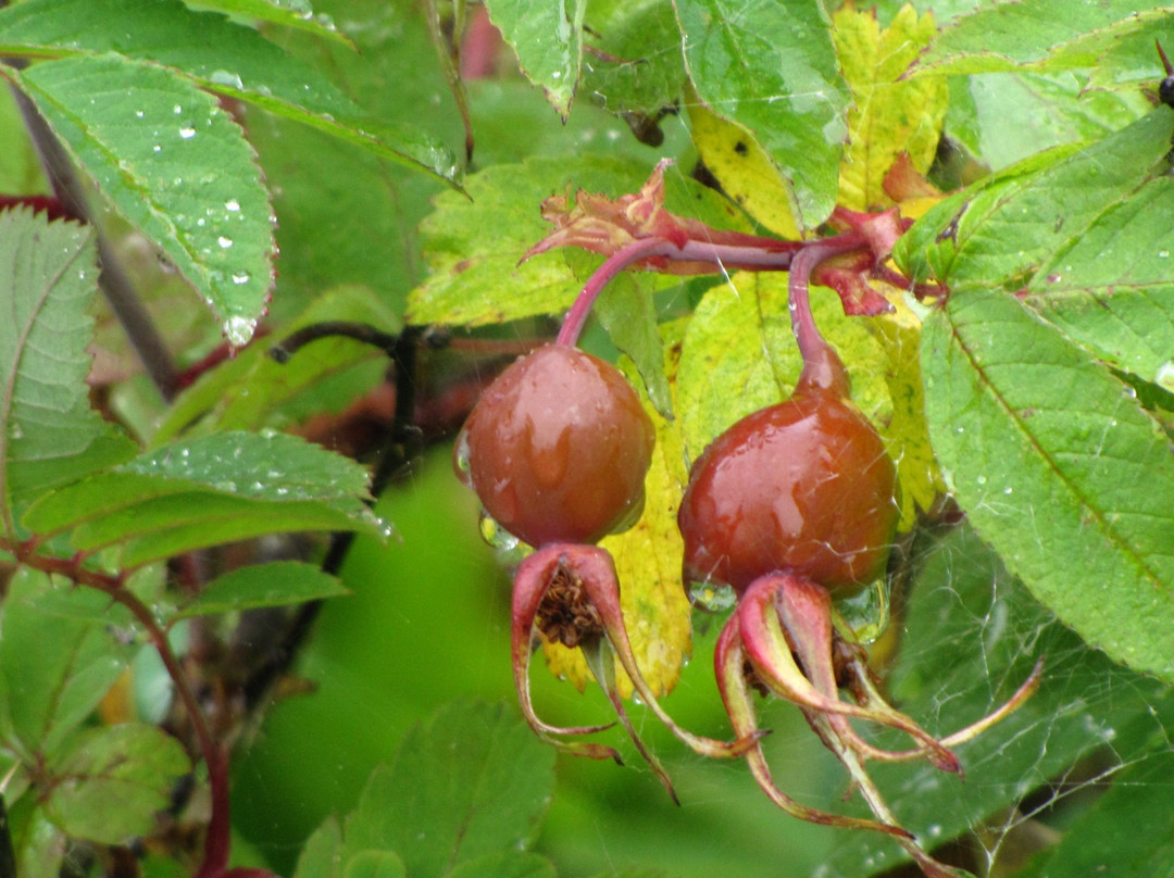 Zhemchuzhina Kamchatki